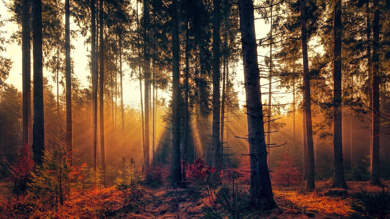 Sunrise in forest